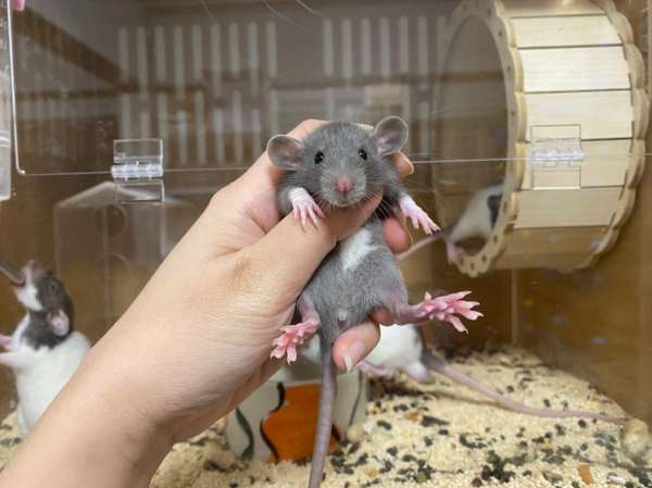 HOT Rat Rescue Pet Rats Near Me Dumbo Rat Pet Rat Adoption
